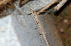 Gekko swinhonis