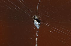 Cyclosa argenteoalba