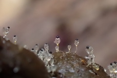 Pilobolus crystallinus