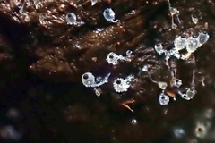 Pilobolus crystallinus