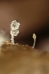 Pilobolus crystallinus