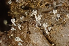 Pilobolus crystallinus