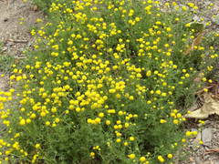 Oncosiphon pilulifer