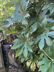 Fatsia
