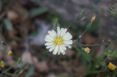Ixeris chinensis