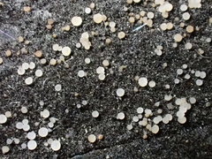 Strossmayeria basitricha