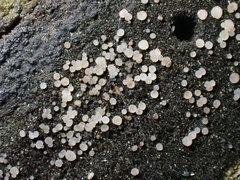 Strossmayeria basitricha