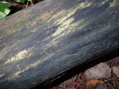 Strossmayeria basitricha