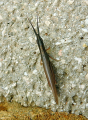 Brachycrotaphus tryxalicerus