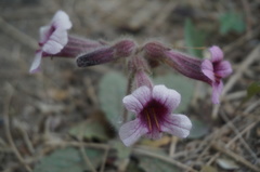 Rehmannia glutinosa