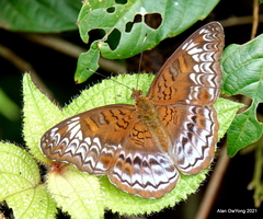 Lebadea martha parkeri