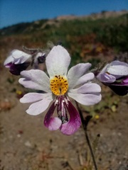 Schizanthus litoralis
