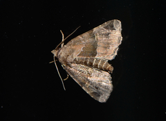 Niphonyx segregata
