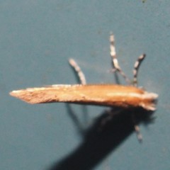 Cremastobombycia