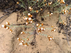 Helichrysum cochleariforme