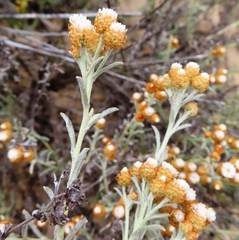 Helichrysum cochleariforme