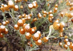 Helichrysum cochleariforme