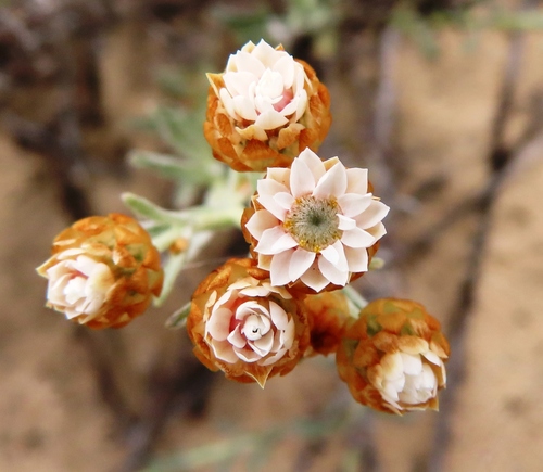 Image of Helichrysum cochleariforme by (c) linkie, some rights reserved (CC BY)