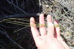 Elegia microcarpa