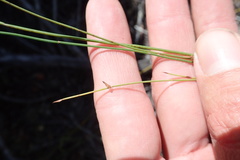 Elegia microcarpa