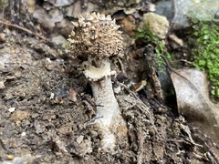 Amanita sculpta