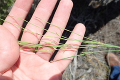 Elegia microcarpa