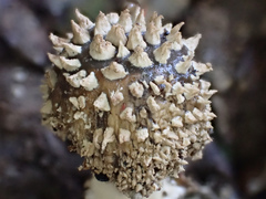 Amanita sculpta