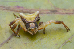 Thomisus perspicillatus