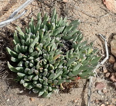 Machairophyllum albidum