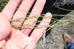 Elegia microcarpa