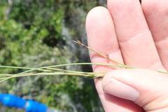 Elegia microcarpa