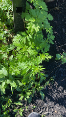 Artemisia vulgaris
