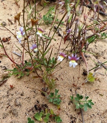 Nemesia versicolor