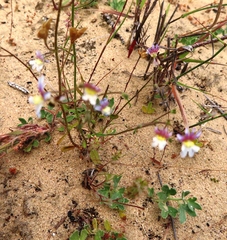 Nemesia versicolor