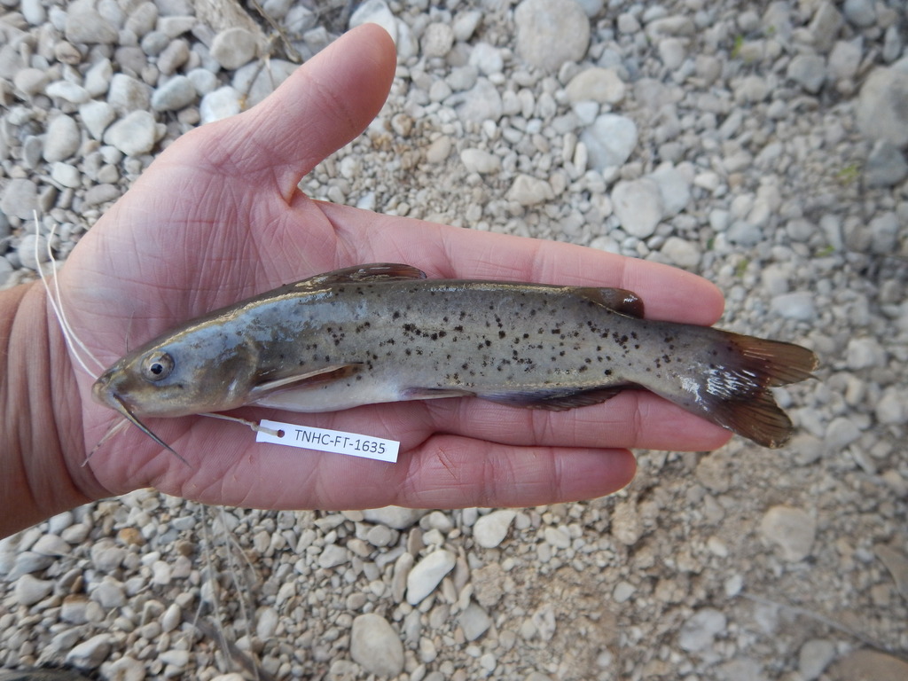 Headwater Catfish
