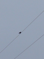 Melospiza georgiana georgiana