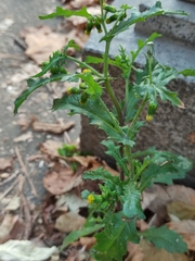Senecio vulgaris