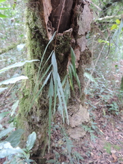 Asplenium tenuicaudatum image