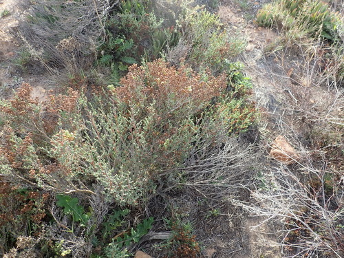Image of Ruschia tenella by (c) Nicola van Berkel, some rights reserved (CC BY-SA)