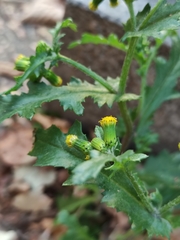 Senecio vulgaris