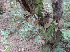 Asplenium tenuicaudatum image