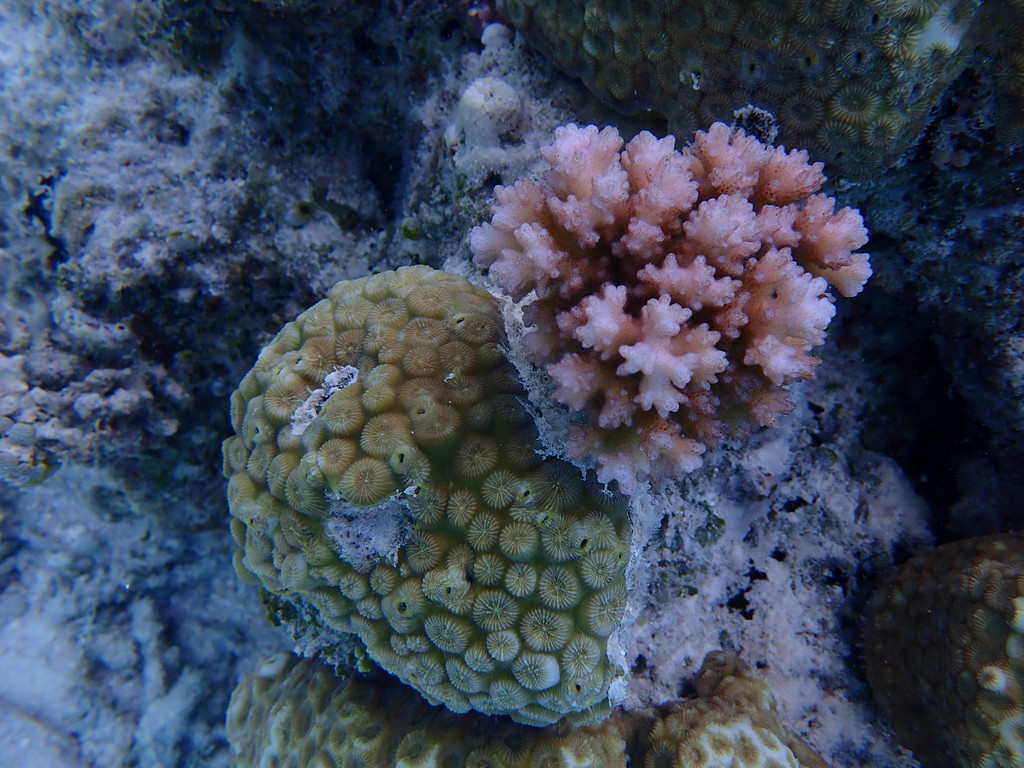 false knob coral