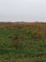 Melospiza georgiana georgiana