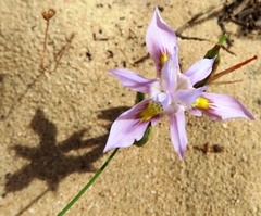 Moraea setifolia