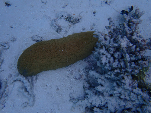 Stichopus herrmanni