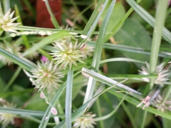 Cyperus brevifolioides