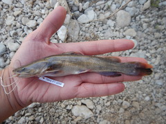 Pylodictis olivaris