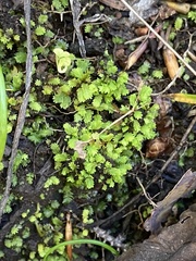 Fissidens bushii