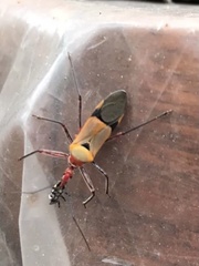 Pseudophonoctonus formosus