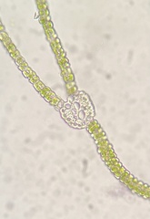 Fissidens bushii